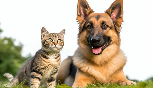 Agapet®：Empowering Your Pet with New Vitality"